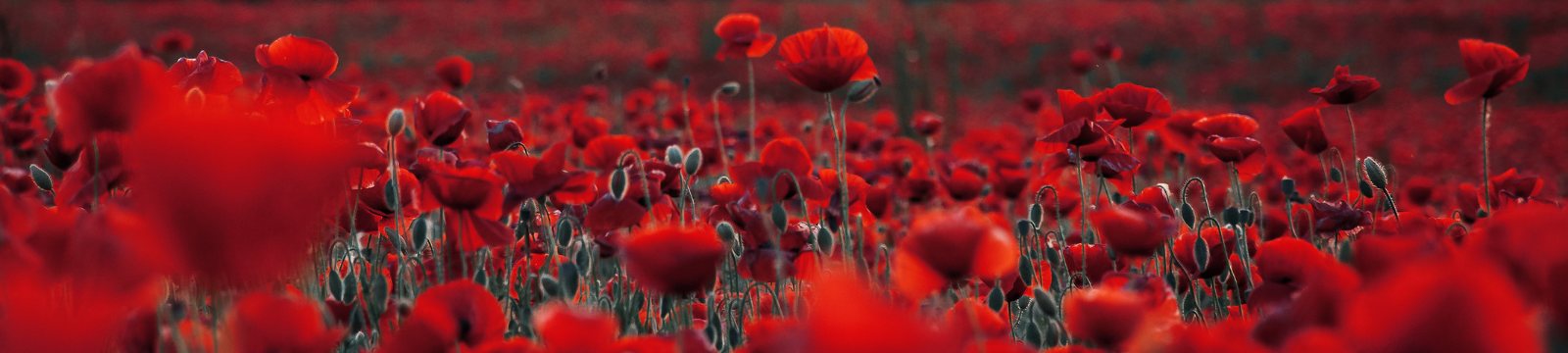 field of red poppies