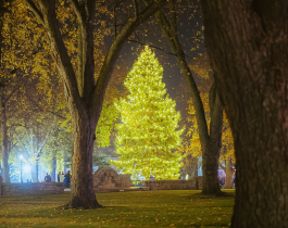 lit up Christmas tree at night