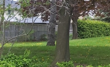 residential fence backing on park space