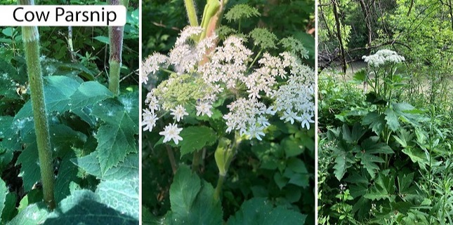 Cow parsnip