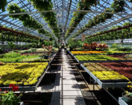 greenhouse with colourful plants and flowers
