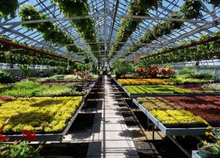 Greenhouse with flowers and plants