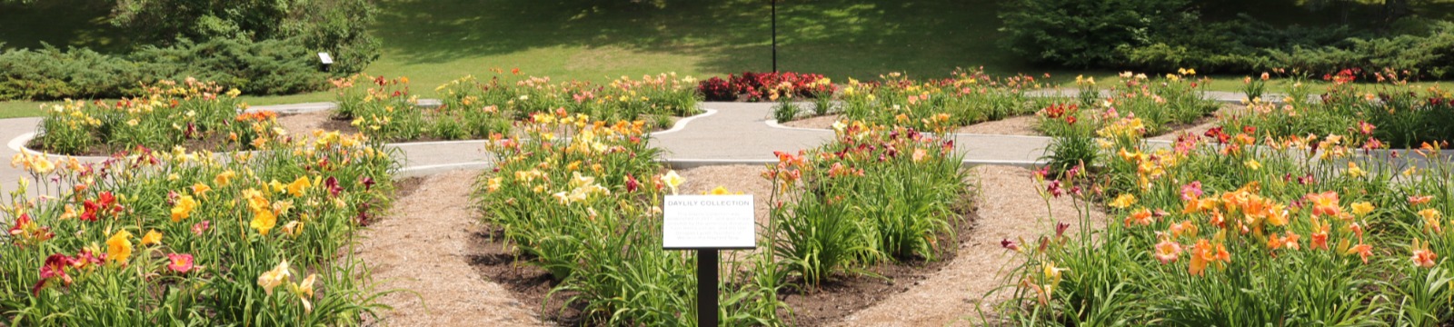 Image of Daylilies at Oshawa Valley Botanical gardens