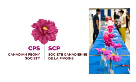 Canadian Peony Society Logo with a picture of peonies in vases on a table with ribbons