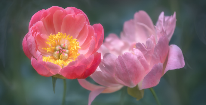 two pink peonies