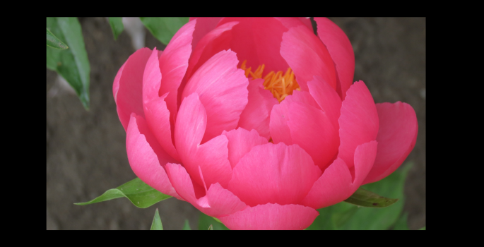 photo of a pink peony