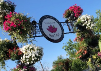 Image of annual garden floral display and Bee City sign