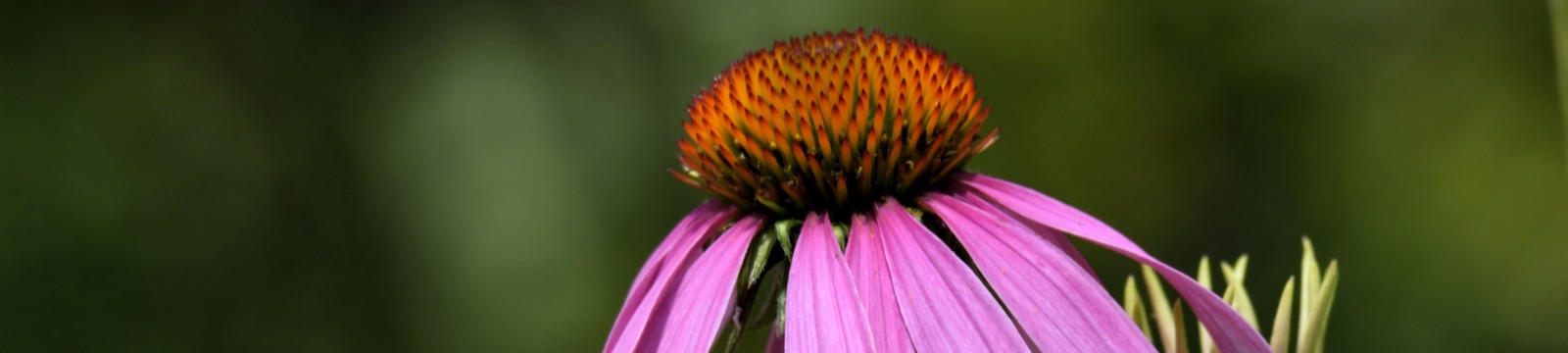 Close up image of Purple Coneflower
