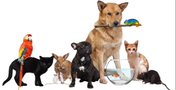 Various animals dogs, cats, puppies, kittens, birds