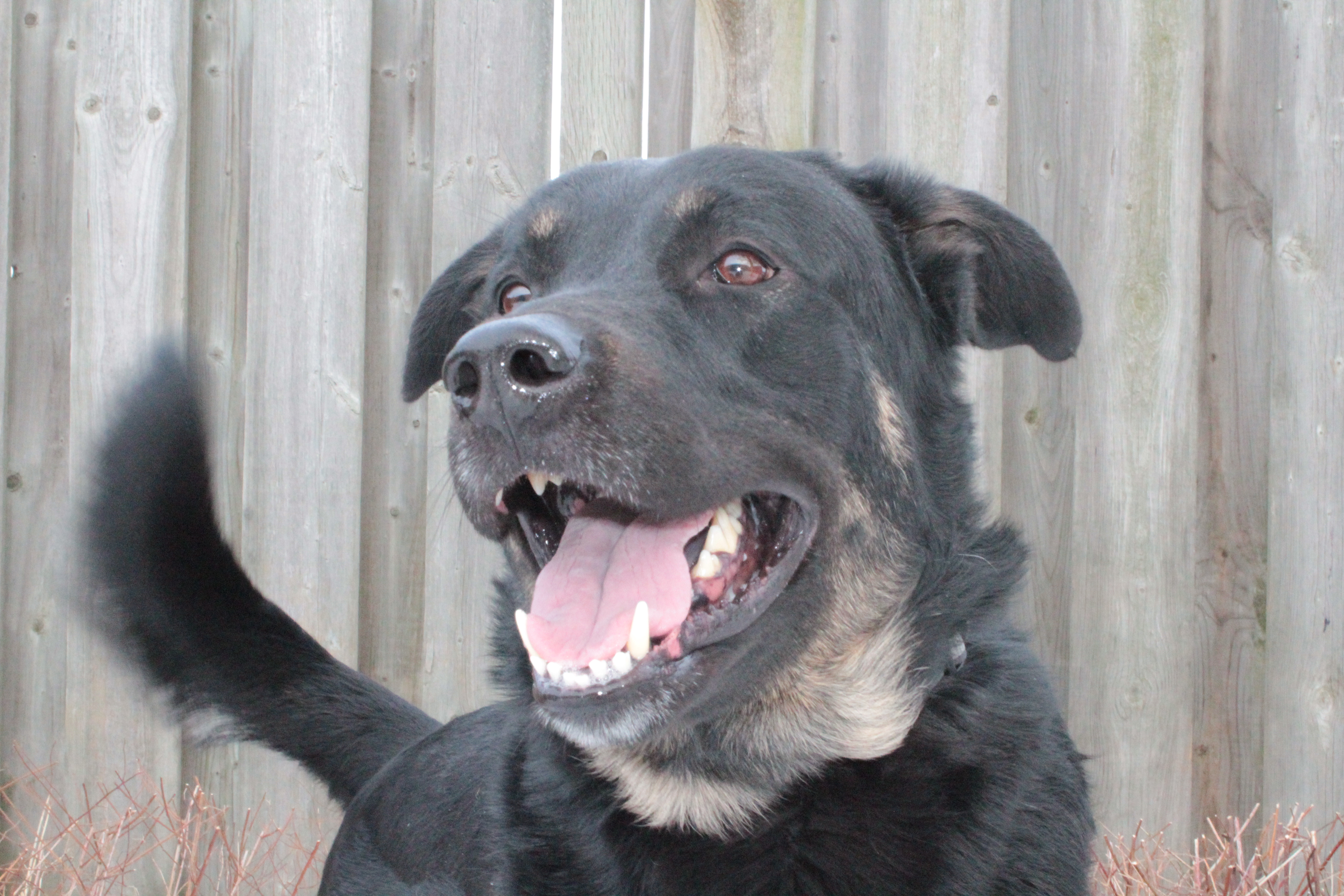 A Shepard Mix Dog