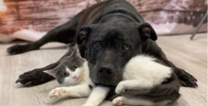 Cat and dog laying together