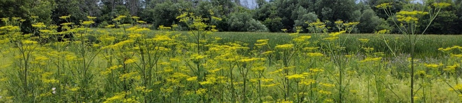 Wild Parsnip