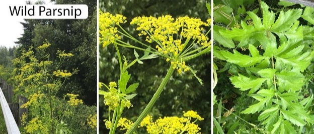 Wild parsnip