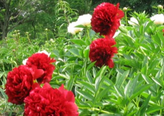 Colourful annual garden and City of Oshawa sign