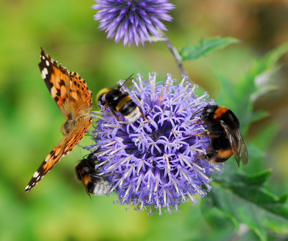 butterfly and bees on a flower