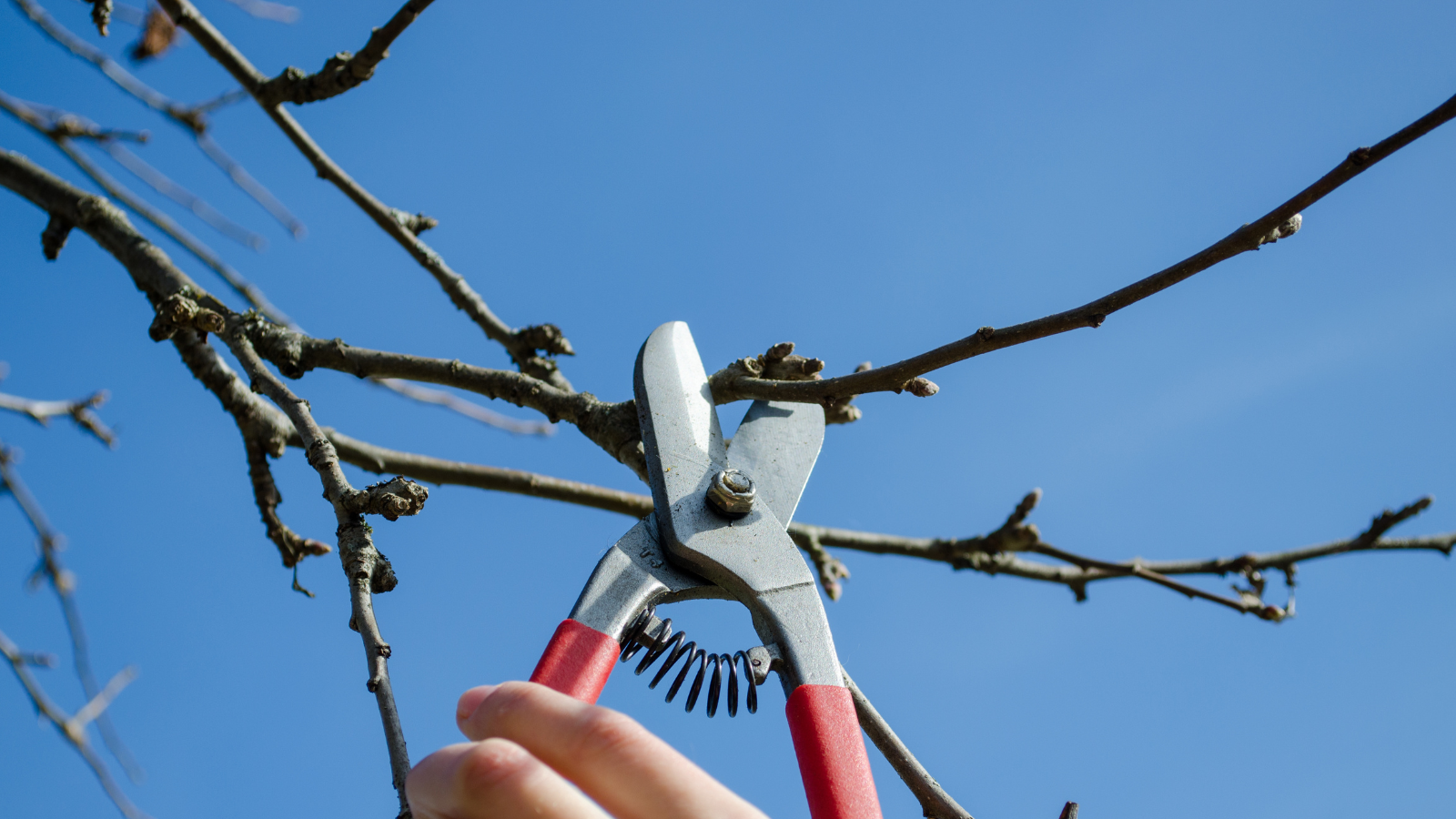 Tree trimming