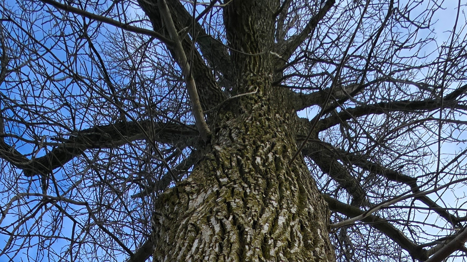 Tree Removal