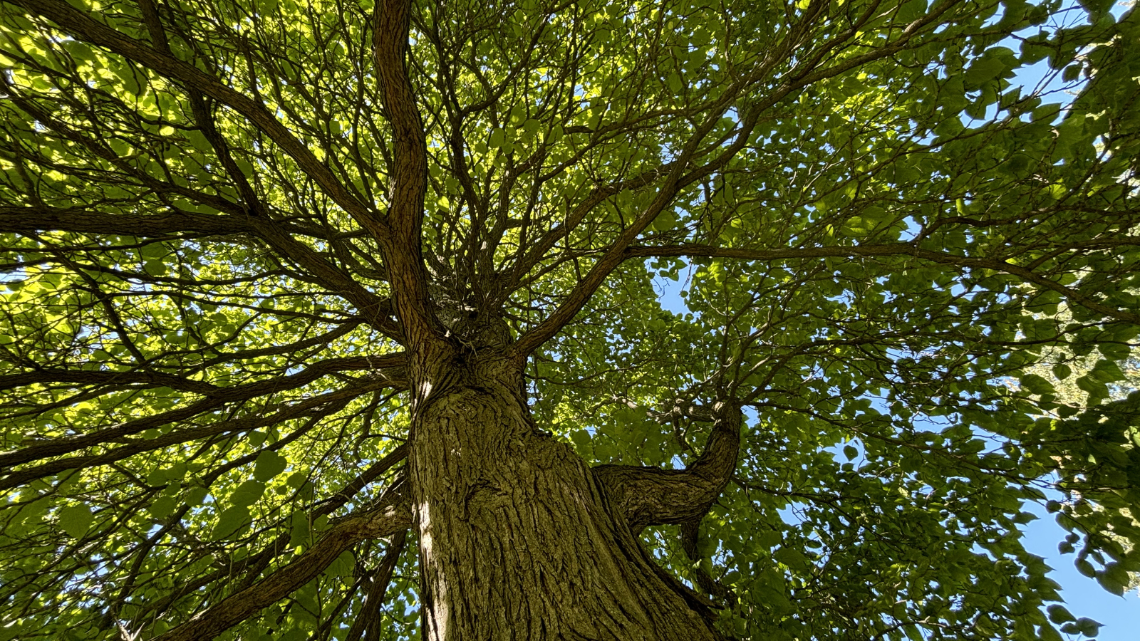 tree pruning