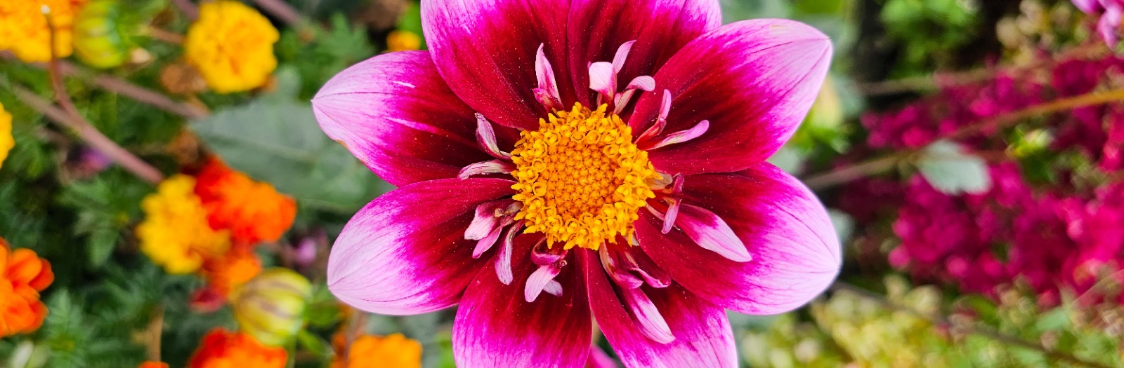 Blooming Flowers