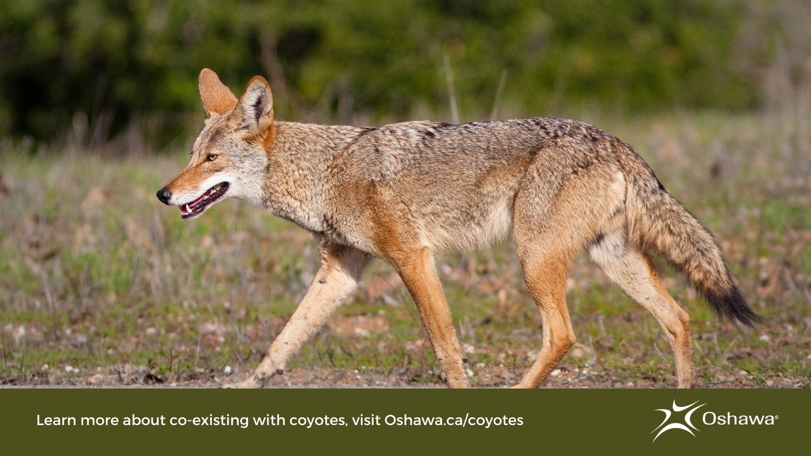 coyote in a field
