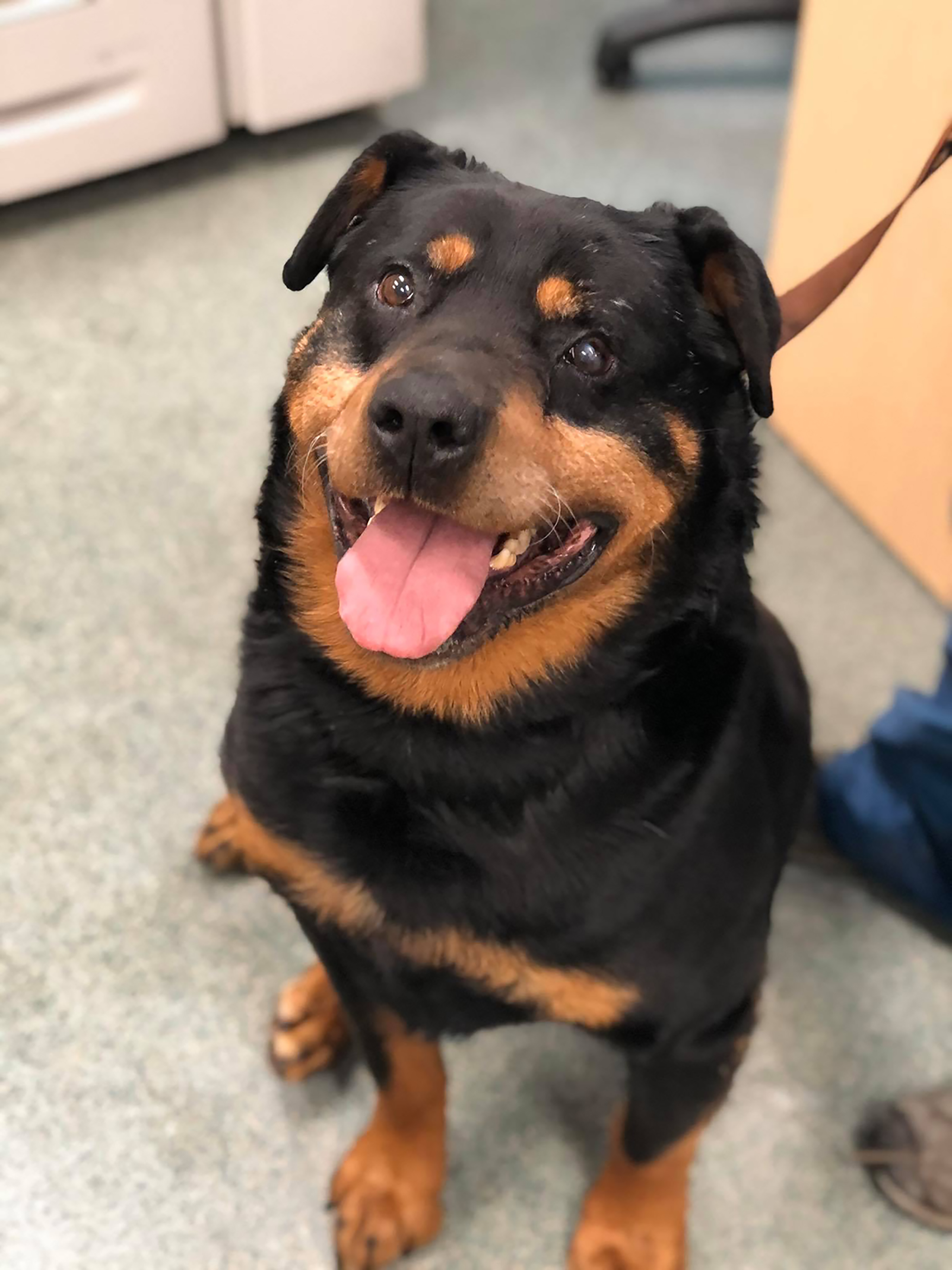 a dog adopted through OAS