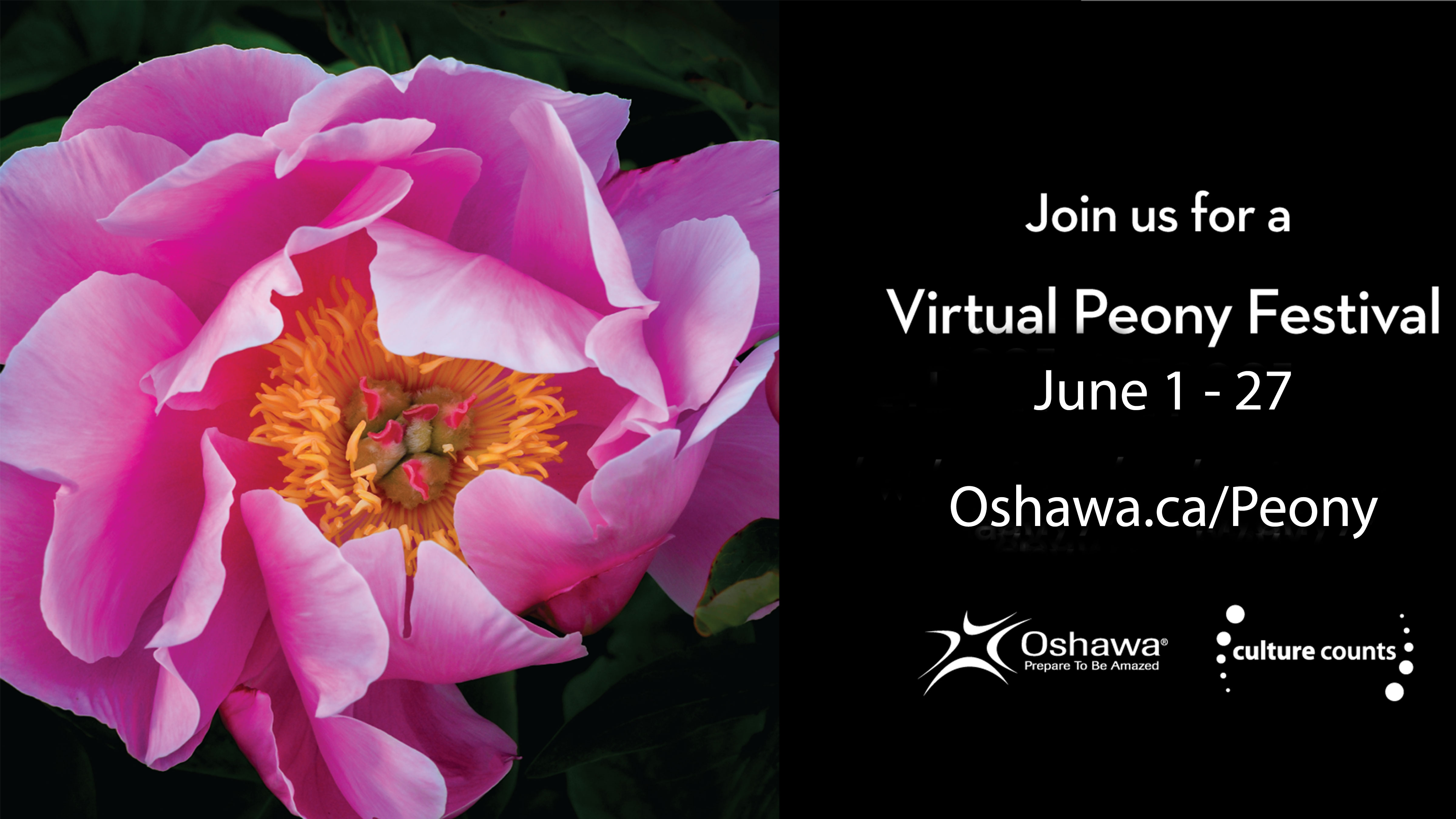Oshawa Peony Festival