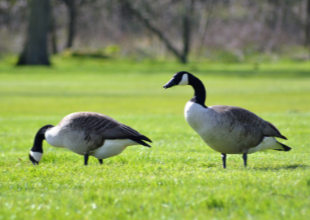 Canadian geese