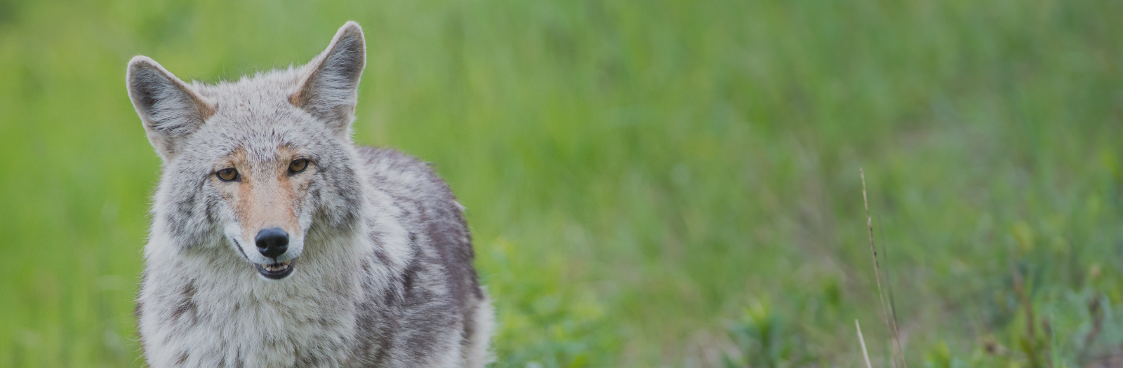Coyote looking at a camera while standing in a grassy field