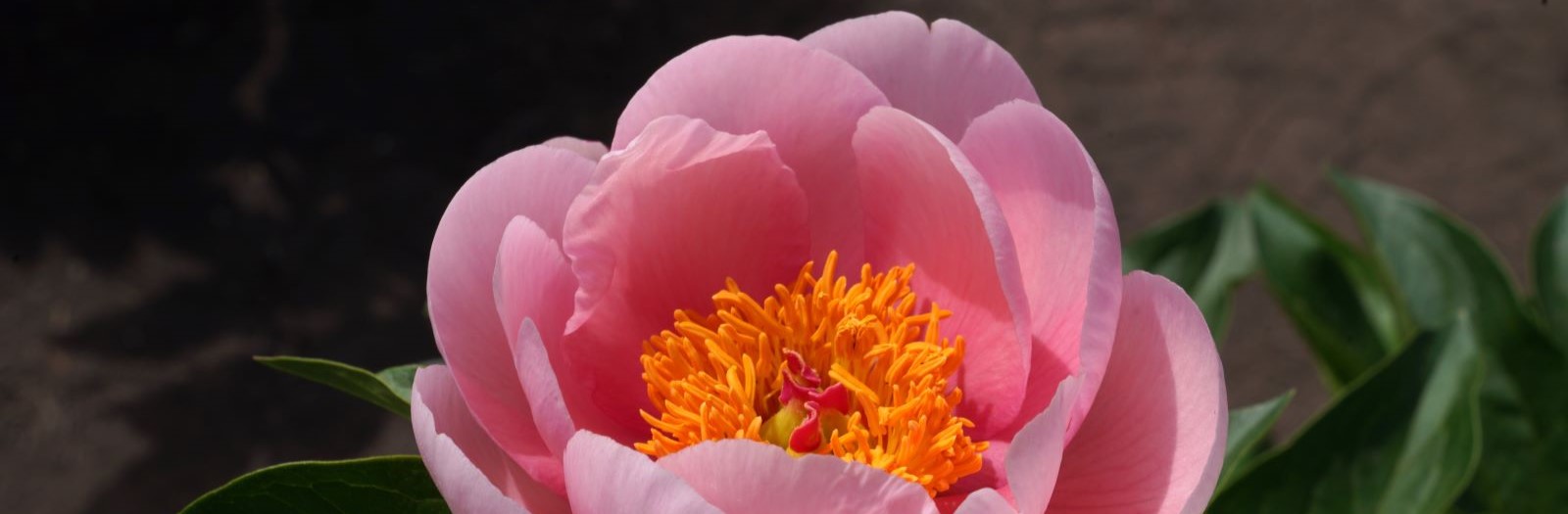 Peony Festival - Soft Salmon Saucer peony flower