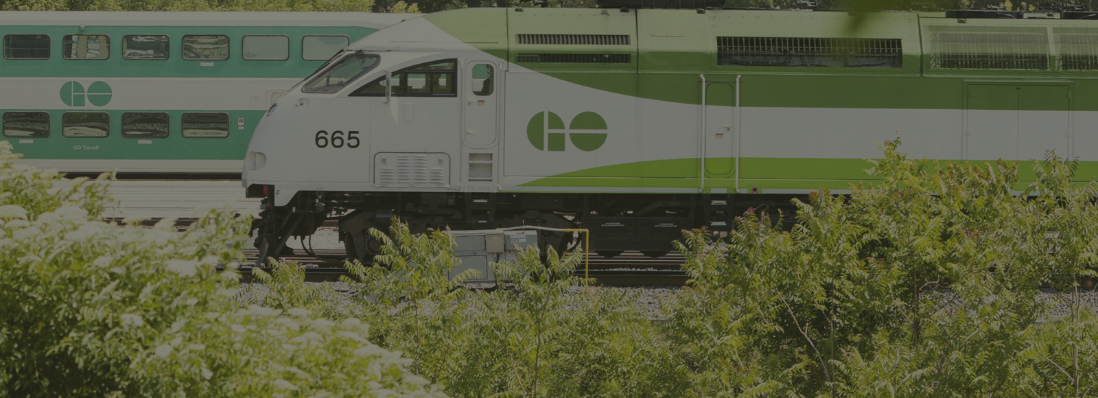 GO Trains on a track surrounded by trees. 