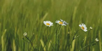 field of daisies