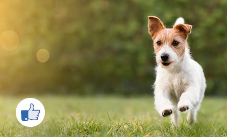 small white and brown dog running on green grass
