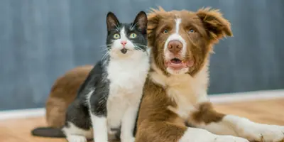 Black and white cat sitting beside and brown and white dog laying down