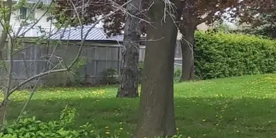 wood fence on the edge of park space