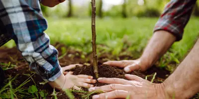 Toddler and adult planting tree