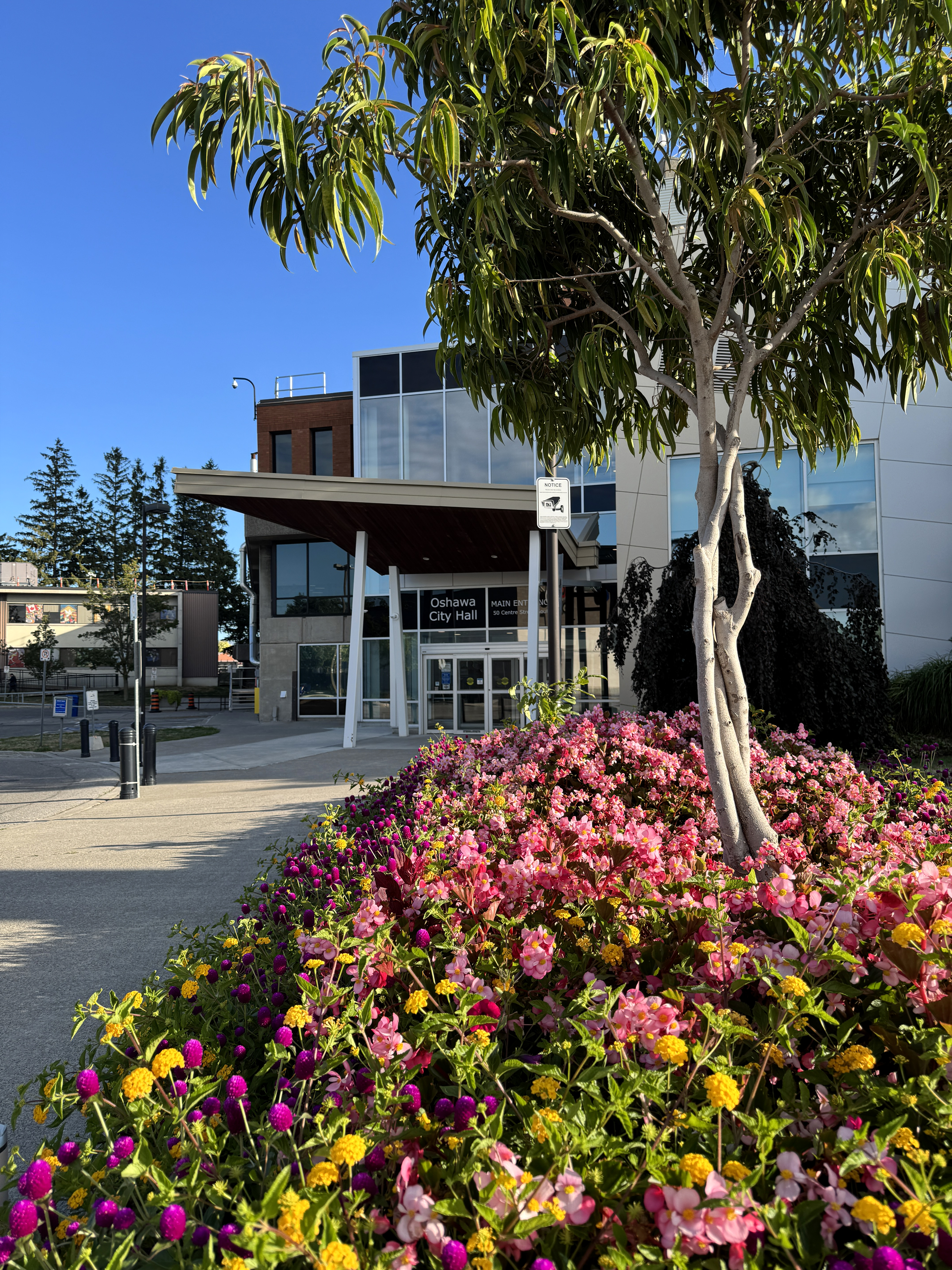 City hall entrance with pink blooming flowers