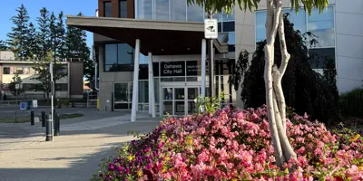 City hall entrance with pink blooming flowers