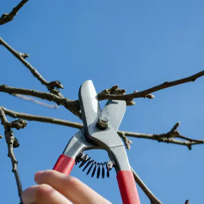 pruning tree branch
