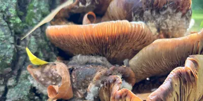 Fungi on tree