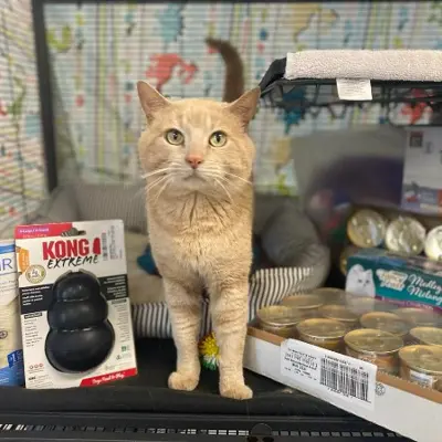 Cat With Packaged Food Treats Toys