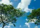 A treeline with a blue sky backdrop.