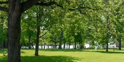 Trees at Lakeview Park