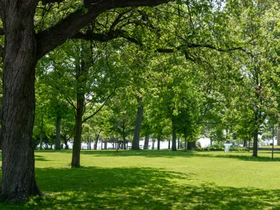 Trees at Lakeview Park