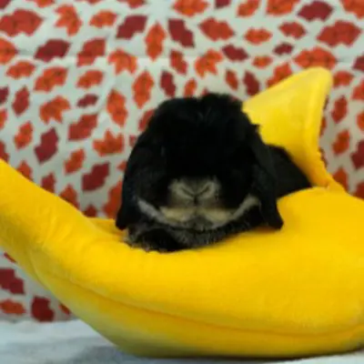 black critter on yellow cushion