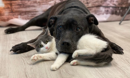 Cat and dog lying on the floor