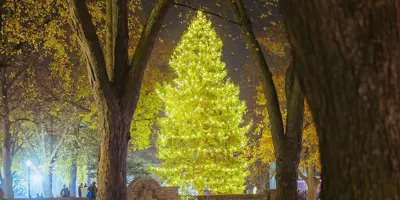 Bright and Merry Market Tree Lighting