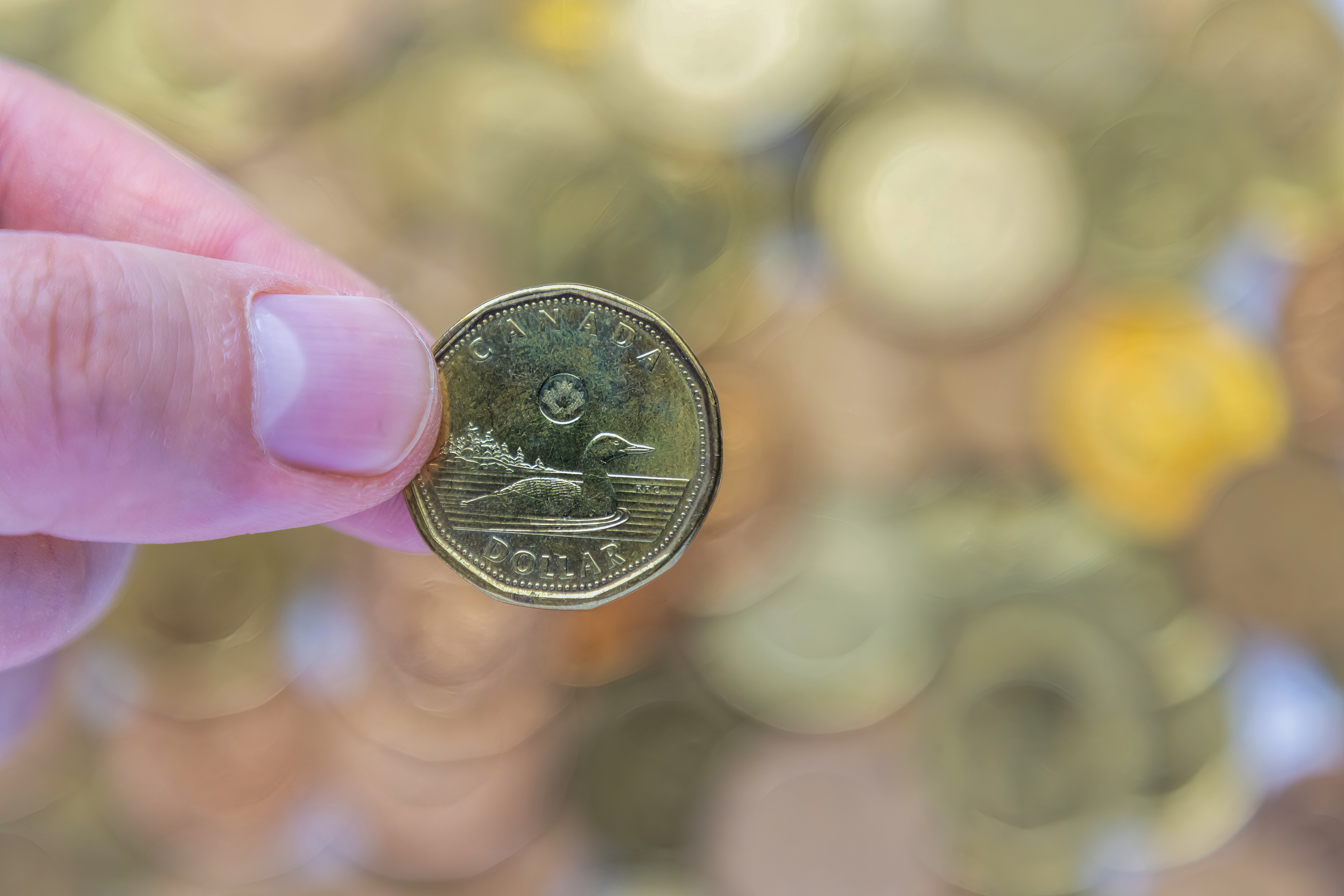 Loonie Coin