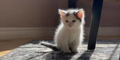 Kitten sitting up on rug