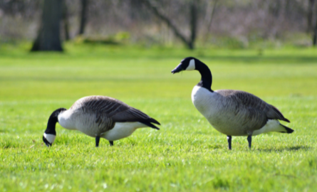 Geese in a field