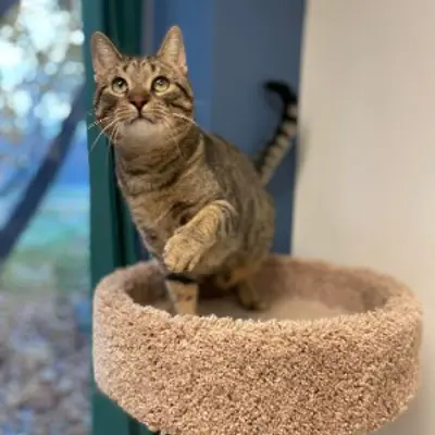 grey cat on cat tree